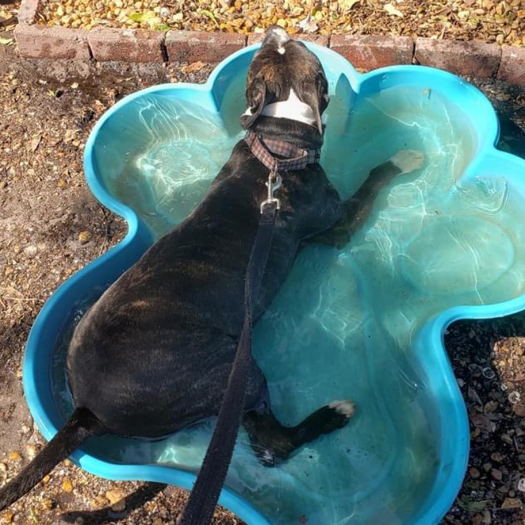 Tasha, an adoptable Pit Bull Terrier in Sarasota, FL, 34241 | Photo Image 3