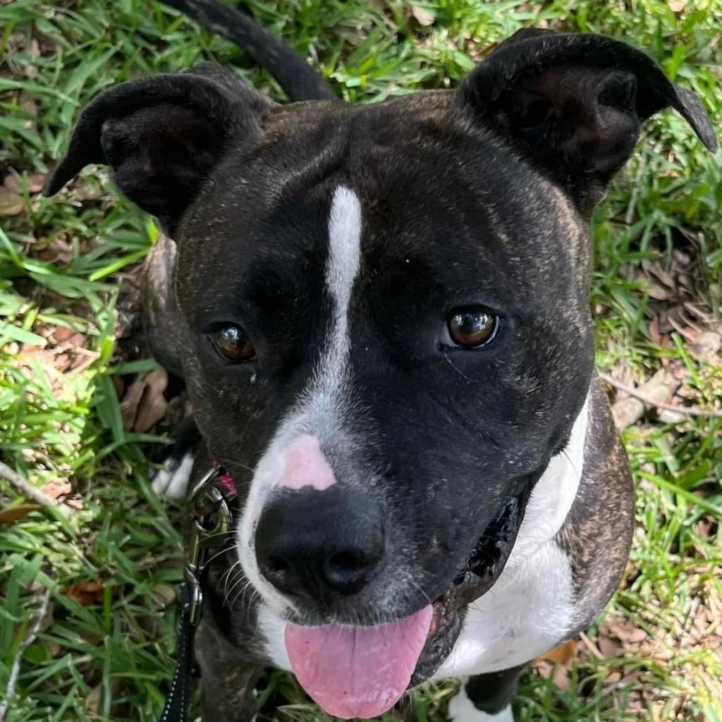 Tasha, an adoptable Pit Bull Terrier in Sarasota, FL, 34241 | Photo Image 4