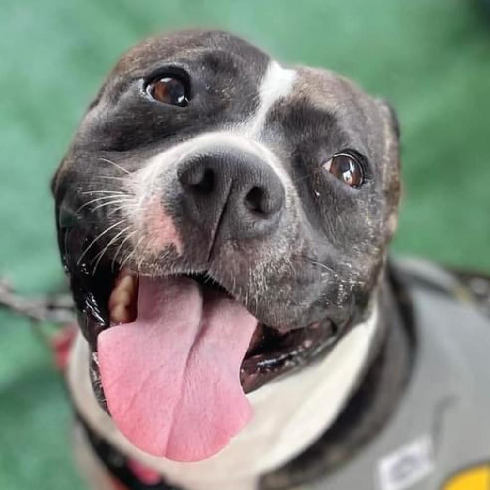 Tasha, an adoptable Pit Bull Terrier in Sarasota, FL, 34241 | Photo Image 5