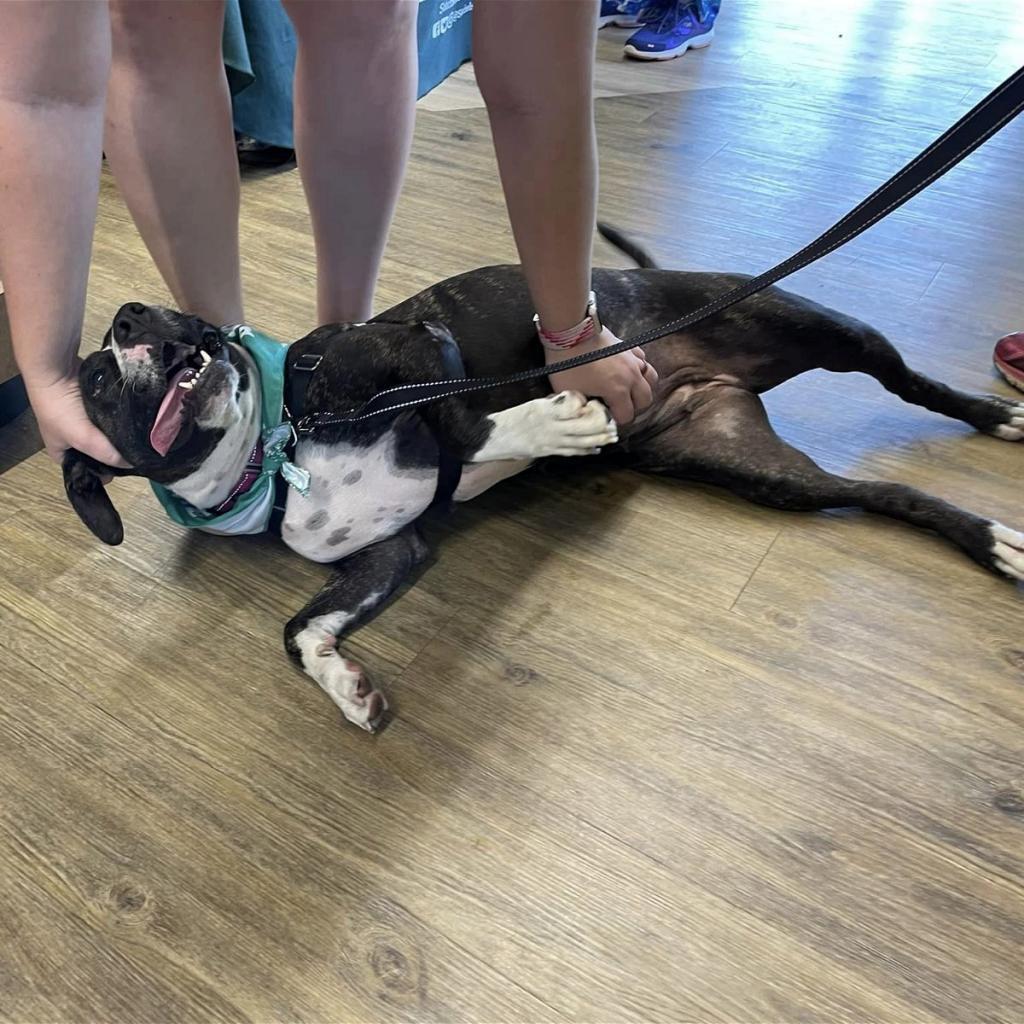 Tasha, an adoptable Pit Bull Terrier in Sarasota, FL, 34241 | Photo Image 6
