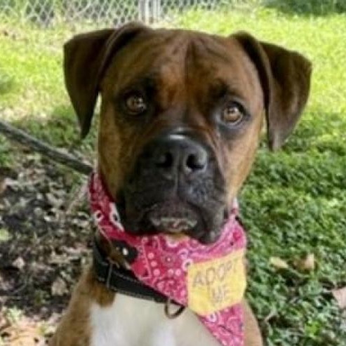 Allman, an adoptable Boxer in Sarasota, FL, 34241 | Photo Image 1