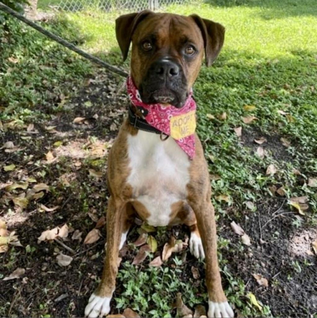 Allman, an adoptable Boxer in Sarasota, FL, 34241 | Photo Image 2