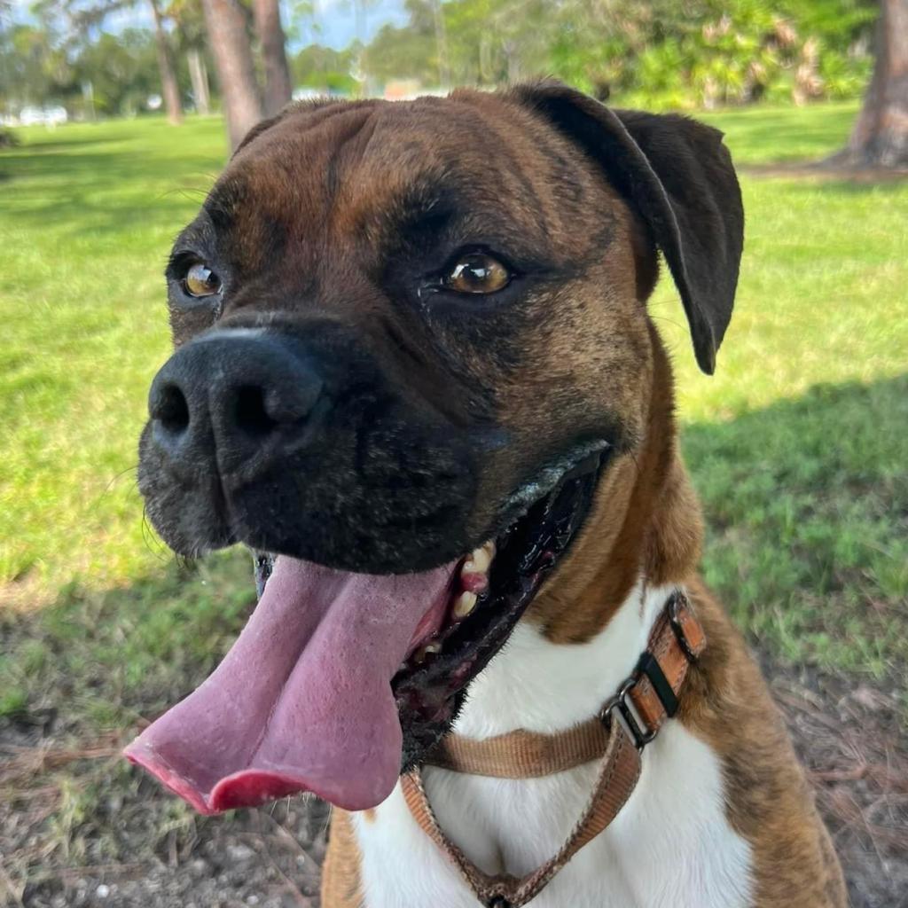 Allman, an adoptable Boxer in Sarasota, FL, 34241 | Photo Image 3