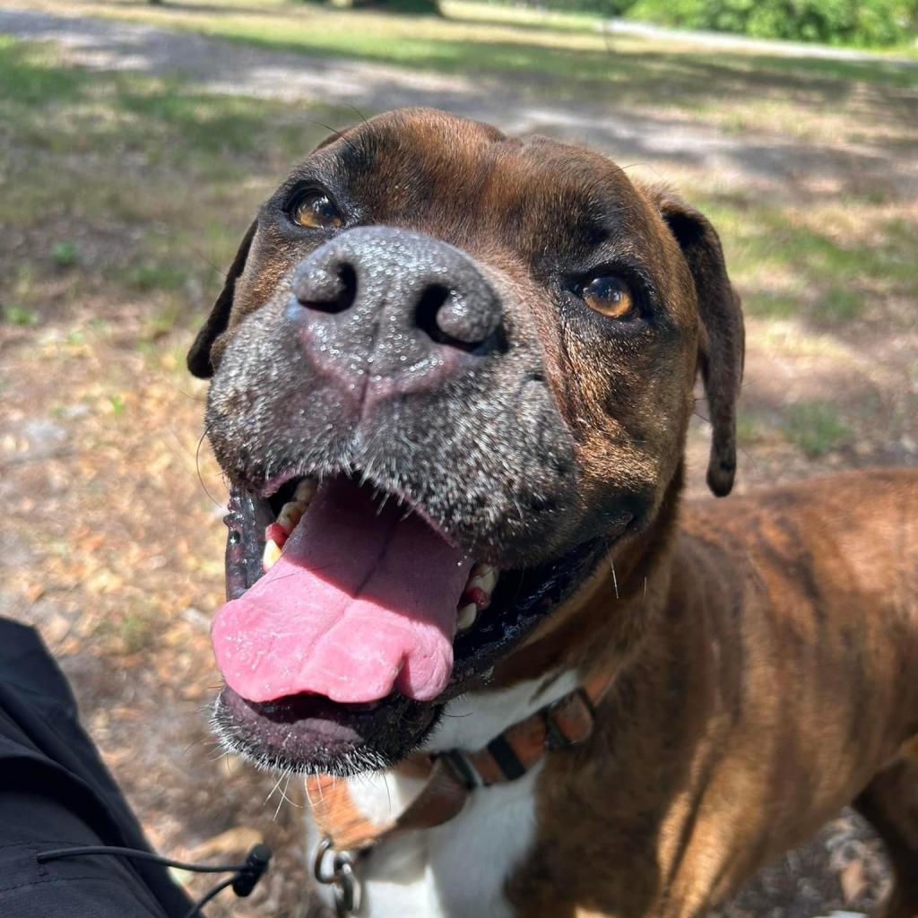 Allman, an adoptable Boxer in Sarasota, FL, 34241 | Photo Image 4