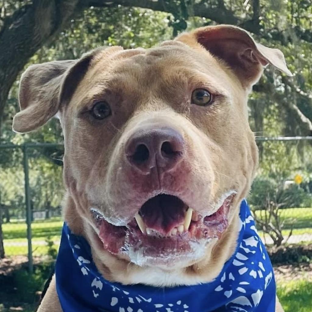 Watson, an adoptable American Staffordshire Terrier in Sarasota, FL, 34241 | Photo Image 1