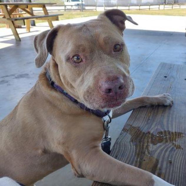 Watson, an adoptable American Staffordshire Terrier in Sarasota, FL, 34241 | Photo Image 2