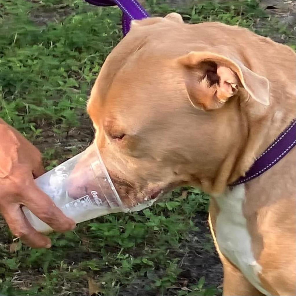 Watson, an adoptable American Staffordshire Terrier in Sarasota, FL, 34241 | Photo Image 3