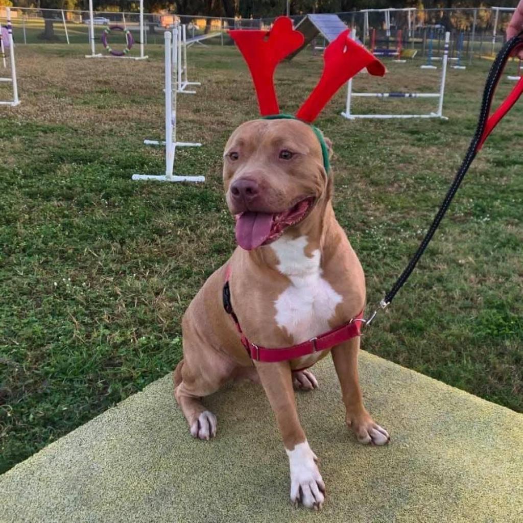 Watson, an adoptable American Staffordshire Terrier in Sarasota, FL, 34241 | Photo Image 4
