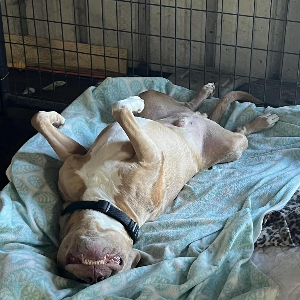 Watson, an adoptable American Staffordshire Terrier in Sarasota, FL, 34241 | Photo Image 5