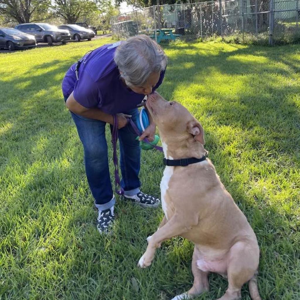 Watson, an adoptable American Staffordshire Terrier in Sarasota, FL, 34241 | Photo Image 6