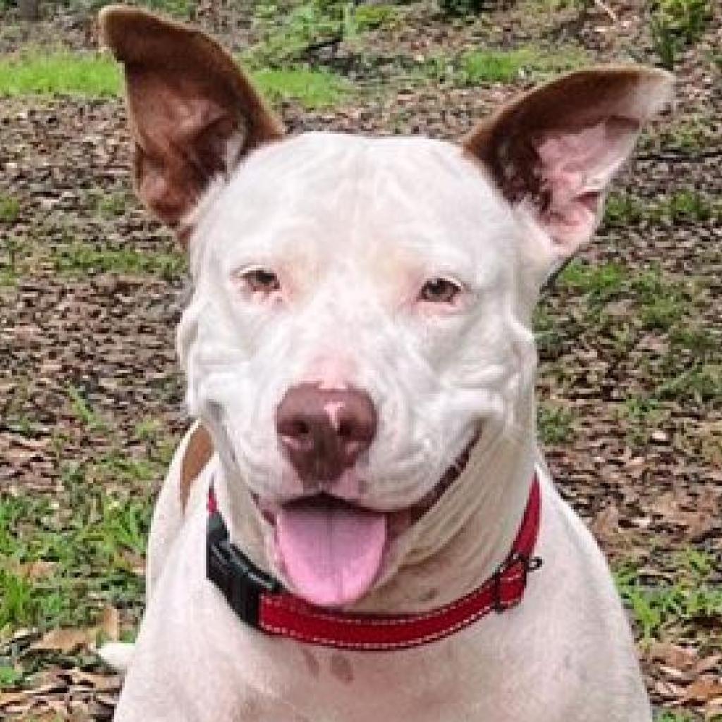 Sassafras, an adoptable Bull Terrier, Pit Bull Terrier in Sarasota, FL, 34241 | Photo Image 1