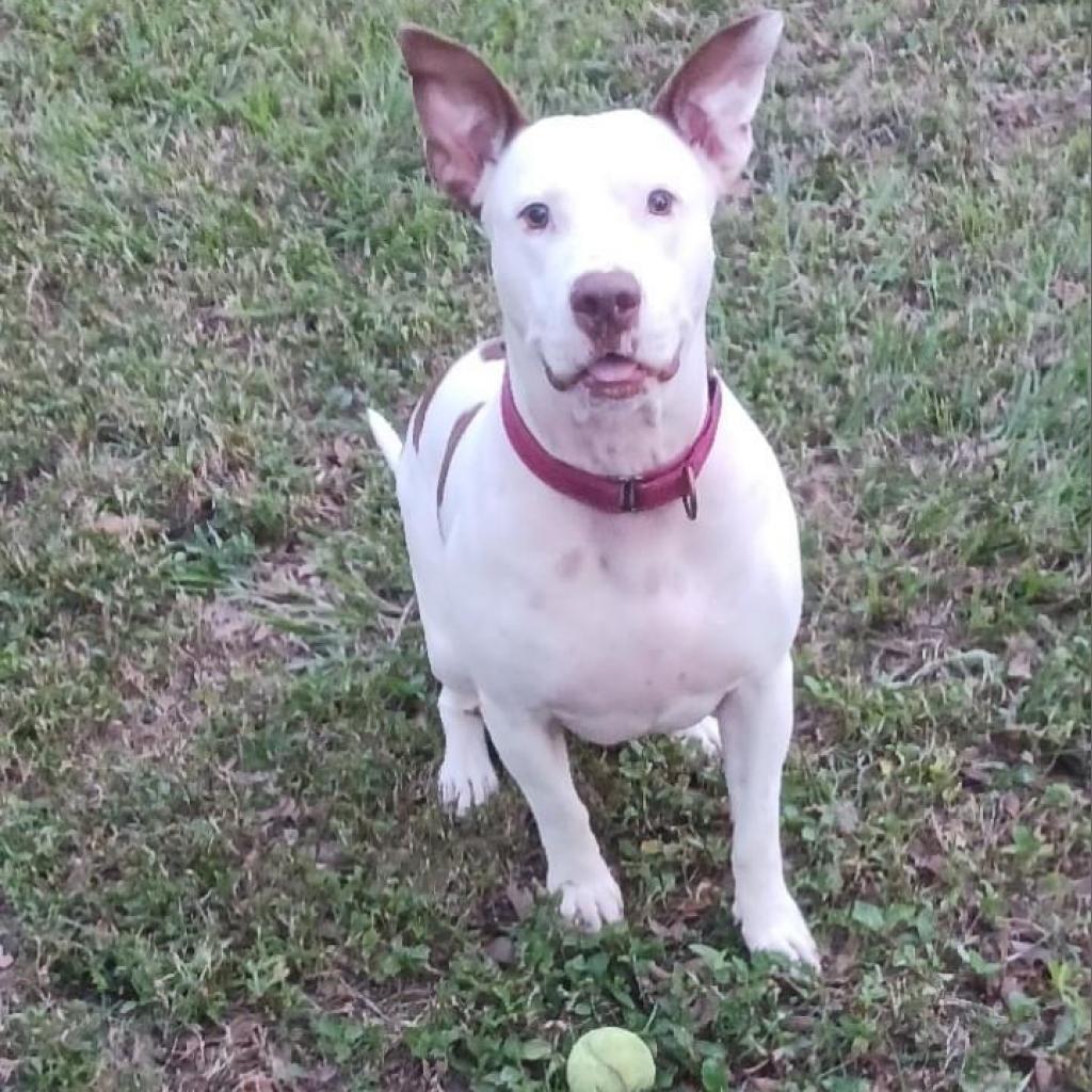 Sassafras, an adoptable Bull Terrier, Pit Bull Terrier in Sarasota, FL, 34241 | Photo Image 2