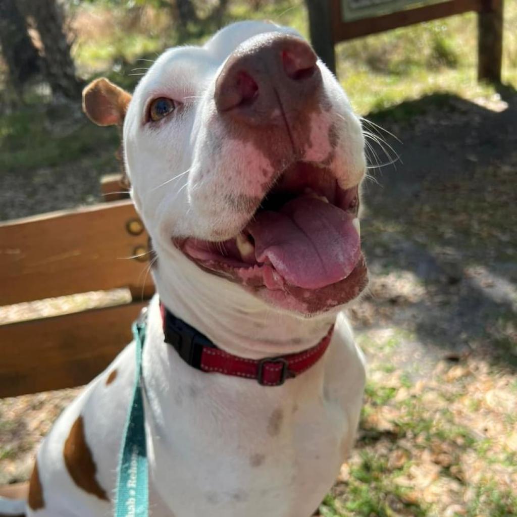 Sassafras, an adoptable Bull Terrier, Pit Bull Terrier in Sarasota, FL, 34241 | Photo Image 3
