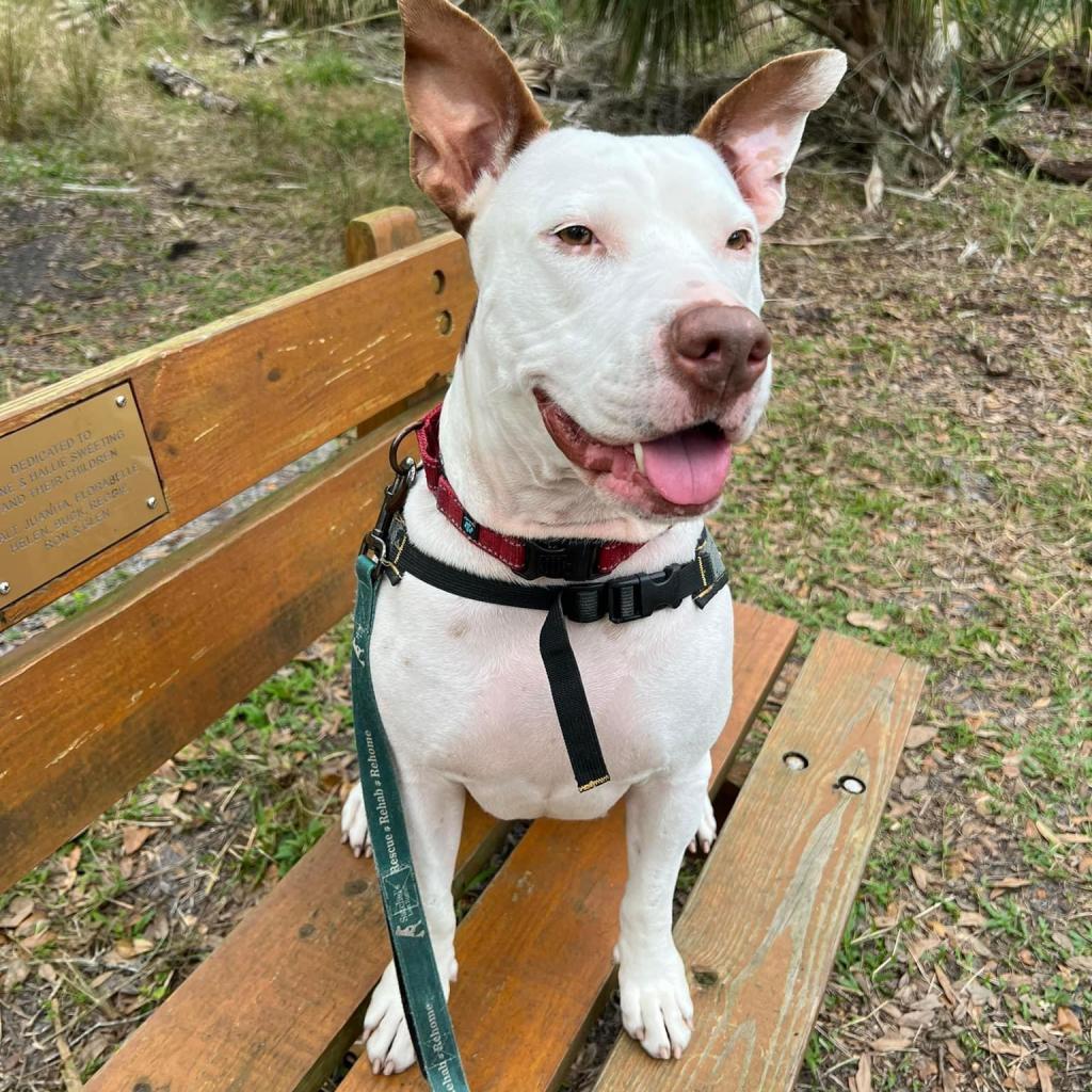 Sassafras, an adoptable Bull Terrier, Pit Bull Terrier in Sarasota, FL, 34241 | Photo Image 4