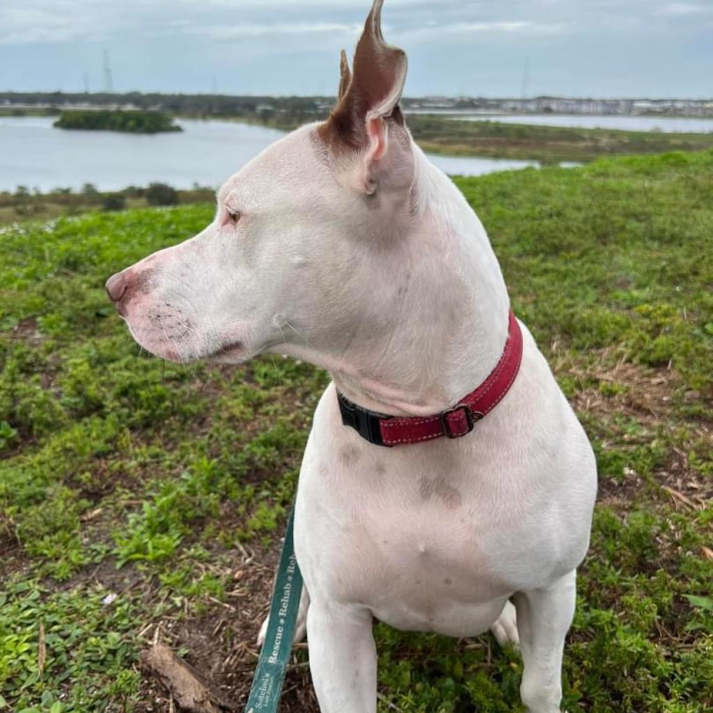 Sassafras, an adoptable Bull Terrier, Pit Bull Terrier in Sarasota, FL, 34241 | Photo Image 5