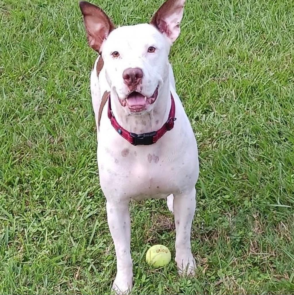 Sassafras, an adoptable Bull Terrier, Pit Bull Terrier in Sarasota, FL, 34241 | Photo Image 6