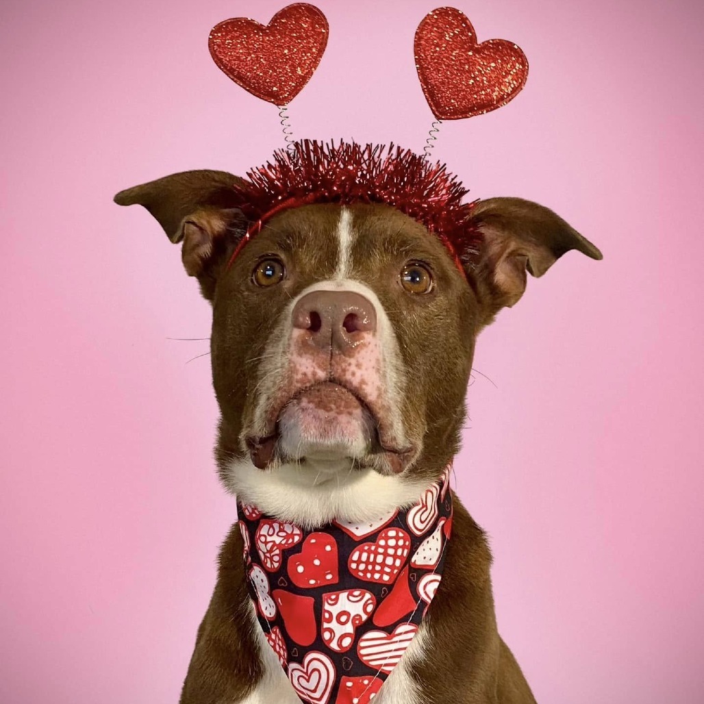 Tucker 2, an adoptable Pit Bull Terrier in Sarasota, FL, 34241 | Photo Image 1