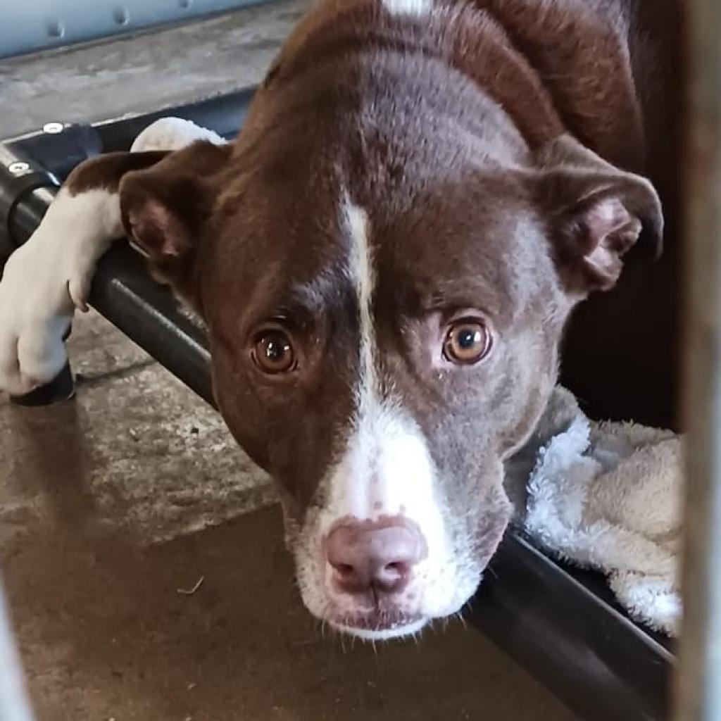 Tucker 2, an adoptable Pit Bull Terrier in Sarasota, FL, 34241 | Photo Image 3