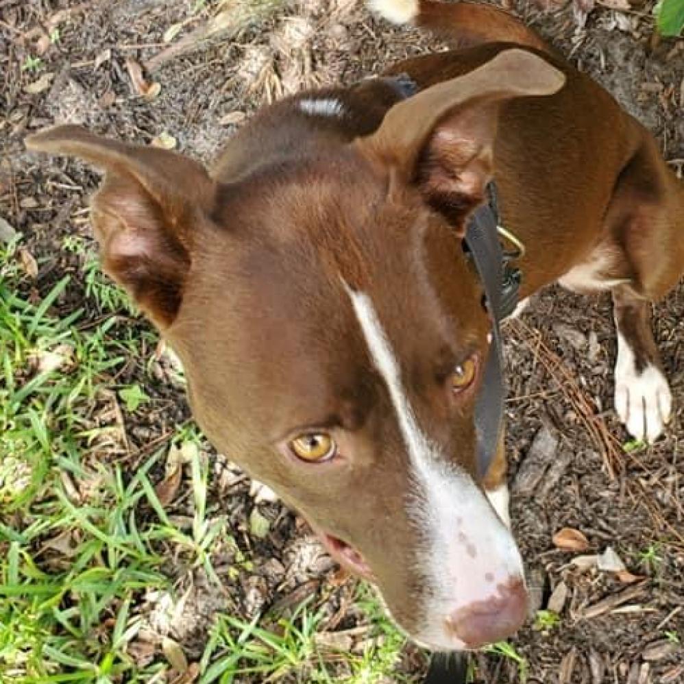 Tucker 2, an adoptable Pit Bull Terrier in Sarasota, FL, 34241 | Photo Image 4
