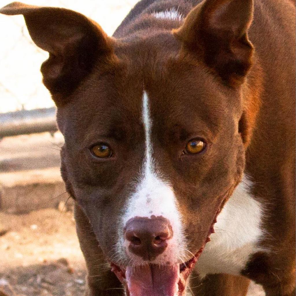 Tucker 2, an adoptable Pit Bull Terrier in Sarasota, FL, 34241 | Photo Image 6