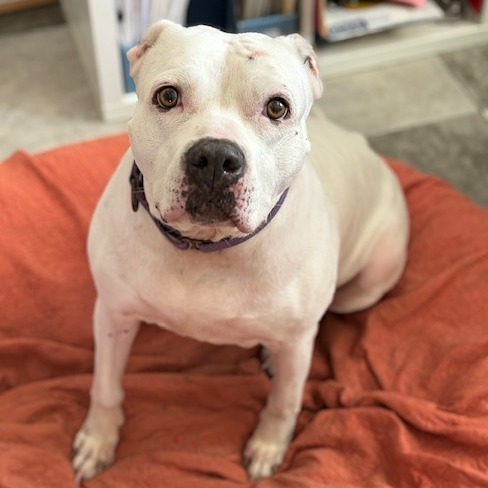 Crystal, an adoptable Dogo Argentino, Pit Bull Terrier in Sarasota, FL, 34241 | Photo Image 1