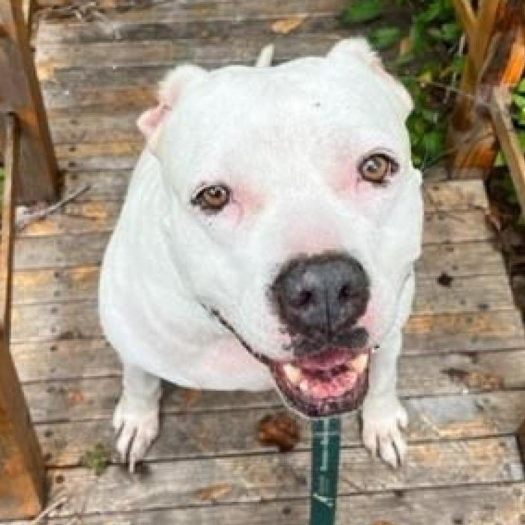 Crystal, an adoptable Dogo Argentino, Pit Bull Terrier in Sarasota, FL, 34241 | Photo Image 2