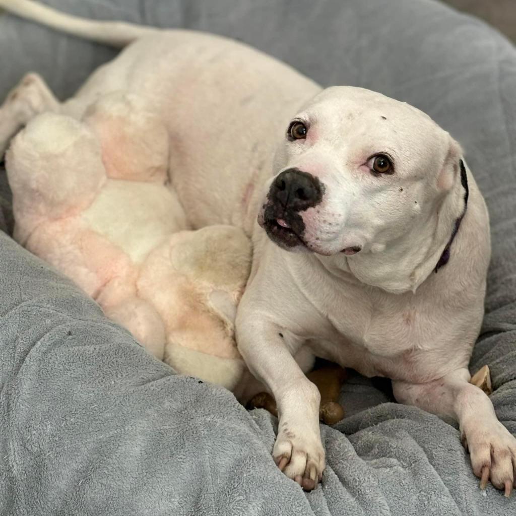Crystal, an adoptable Dogo Argentino, Pit Bull Terrier in Sarasota, FL, 34241 | Photo Image 3