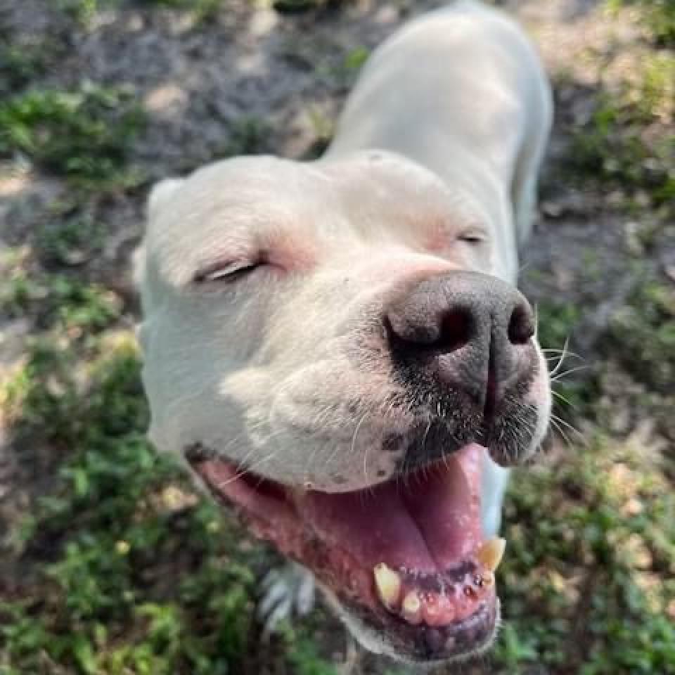 Crystal, an adoptable Dogo Argentino, Pit Bull Terrier in Sarasota, FL, 34241 | Photo Image 4