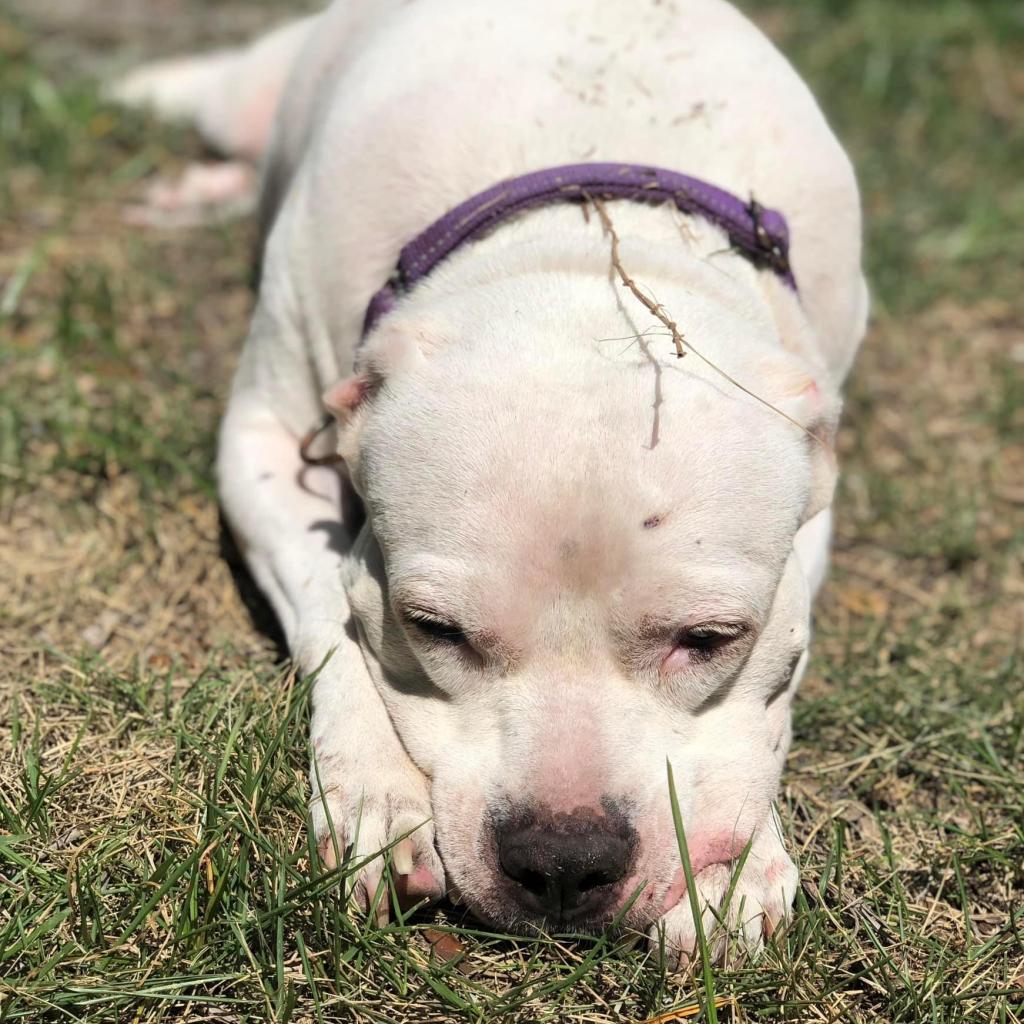 Crystal, an adoptable Dogo Argentino, Pit Bull Terrier in Sarasota, FL, 34241 | Photo Image 5
