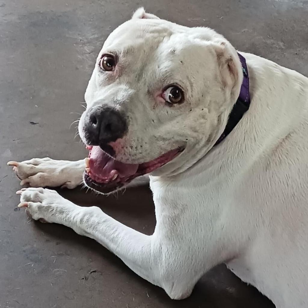 Crystal, an adoptable Dogo Argentino, Pit Bull Terrier in Sarasota, FL, 34241 | Photo Image 6