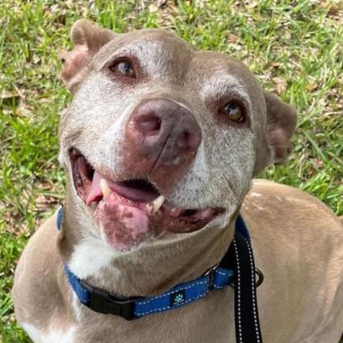 Tonka, an adoptable American Staffordshire Terrier in Sarasota, FL, 34241 | Photo Image 1