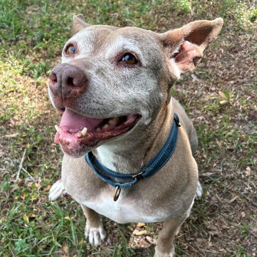 Tonka, an adoptable American Staffordshire Terrier in Sarasota, FL, 34241 | Photo Image 2