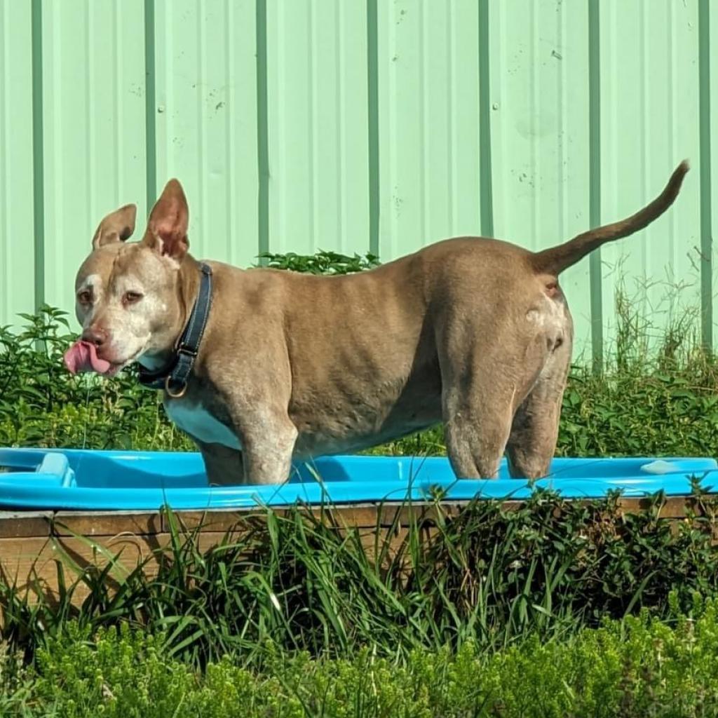 Tonka