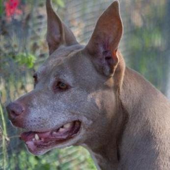 Tonka, an adoptable American Staffordshire Terrier in Sarasota, FL, 34241 | Photo Image 4
