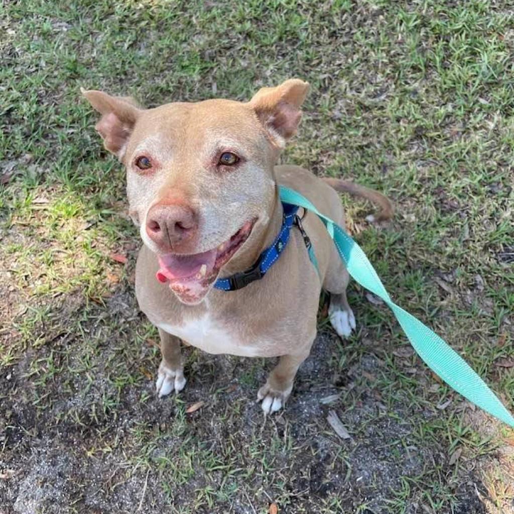 Tonka, an adoptable American Staffordshire Terrier in Sarasota, FL, 34241 | Photo Image 5