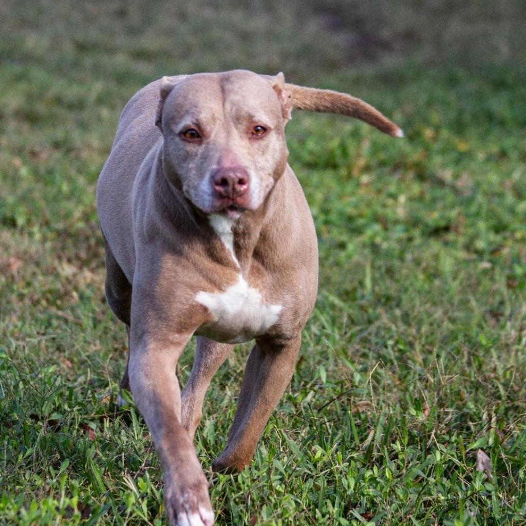 Tonka, an adoptable American Staffordshire Terrier in Sarasota, FL, 34241 | Photo Image 6