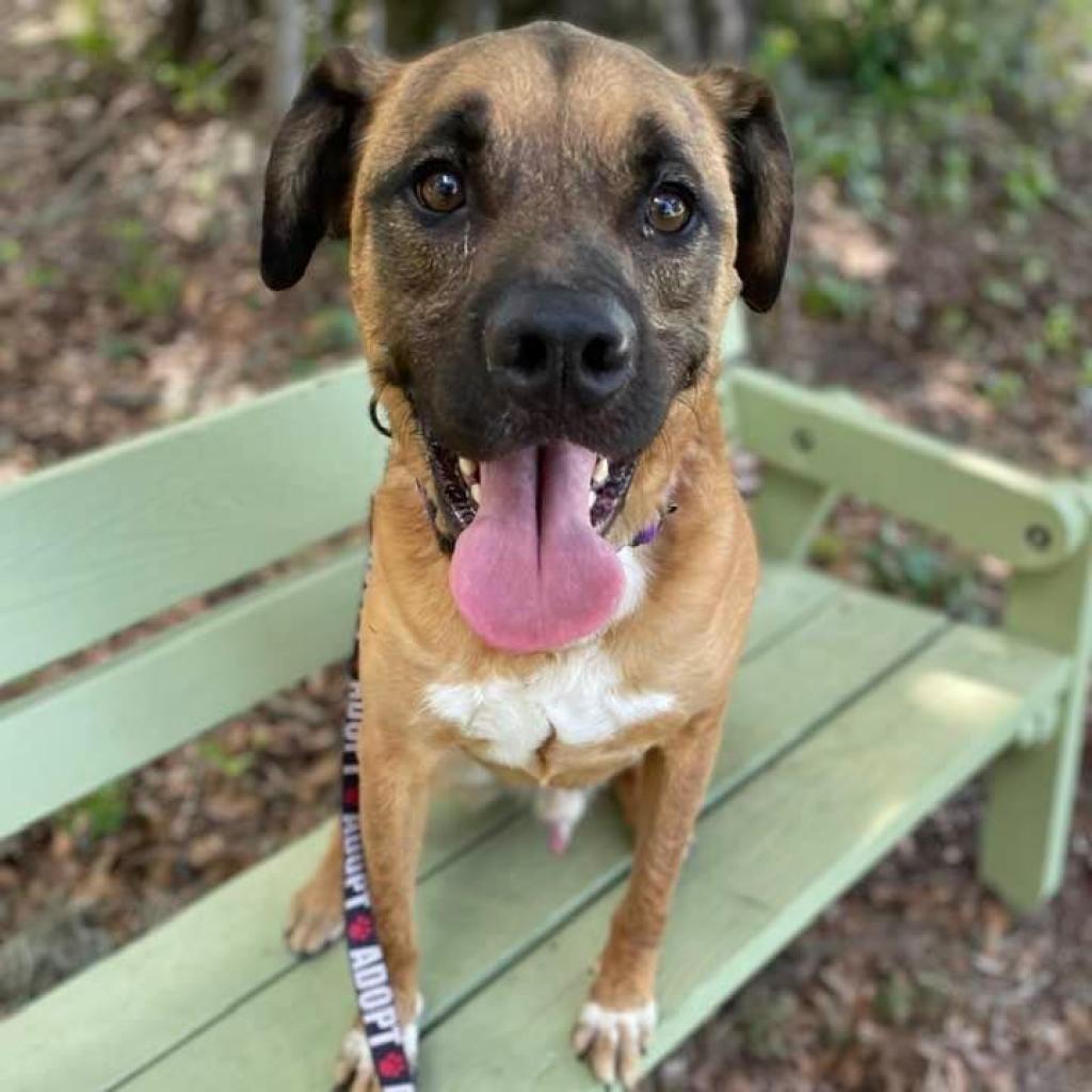Apollo, an adoptable Cattle Dog, Shepherd in Sarasota, FL, 34241 | Photo Image 2