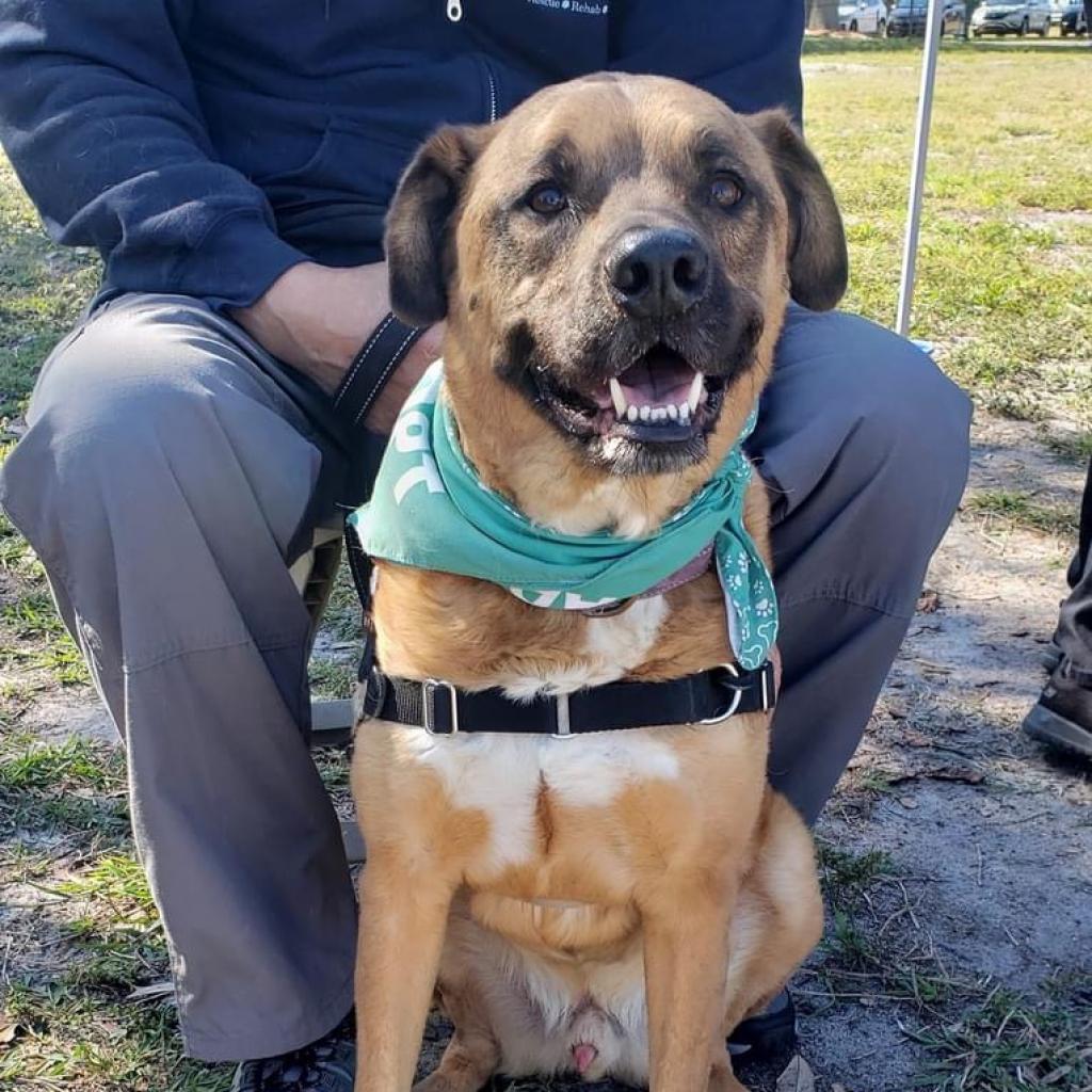 Apollo, an adoptable Cattle Dog, Shepherd in Sarasota, FL, 34241 | Photo Image 3
