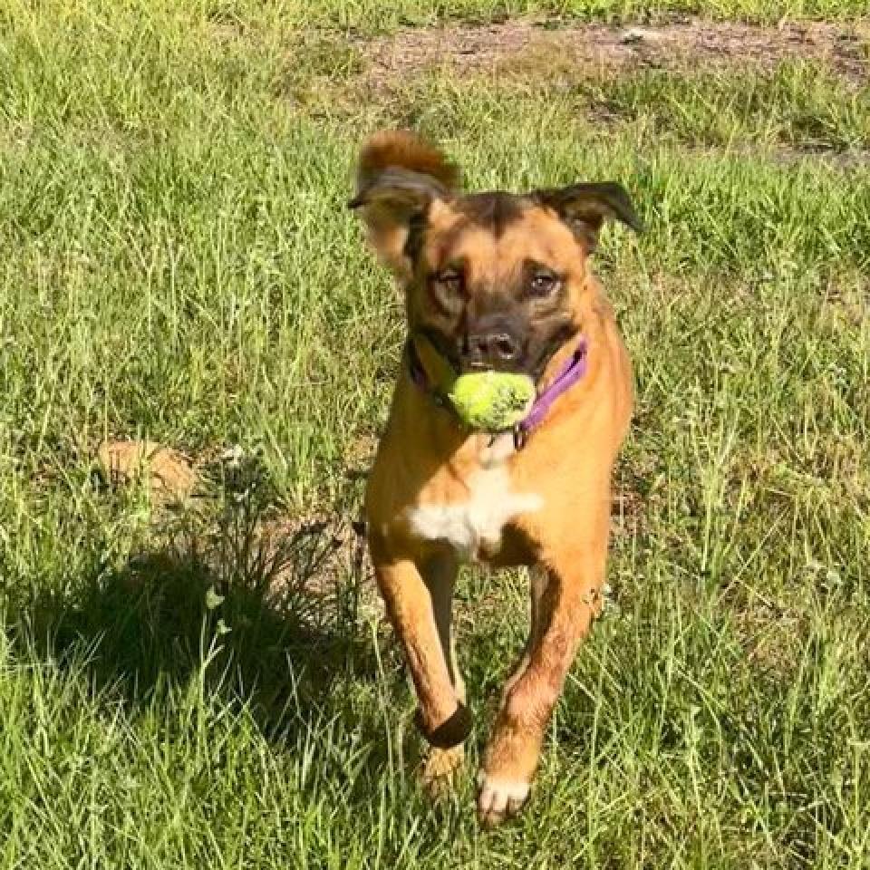 Apollo, an adoptable Cattle Dog, Shepherd in Sarasota, FL, 34241 | Photo Image 5