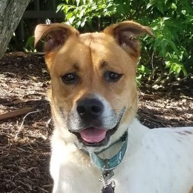 Kricket, an adoptable Catahoula Leopard Dog, Mixed Breed in Sarasota, FL, 34241 | Photo Image 1