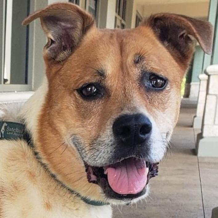 Kricket, an adoptable Catahoula Leopard Dog, Mixed Breed in Sarasota, FL, 34241 | Photo Image 2