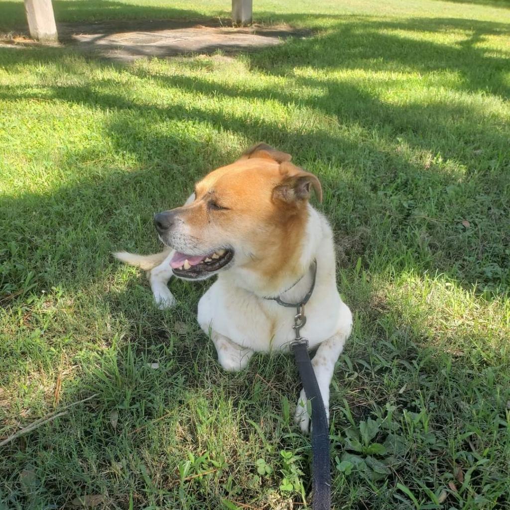 Kricket, an adoptable Catahoula Leopard Dog, Mixed Breed in Sarasota, FL, 34241 | Photo Image 3