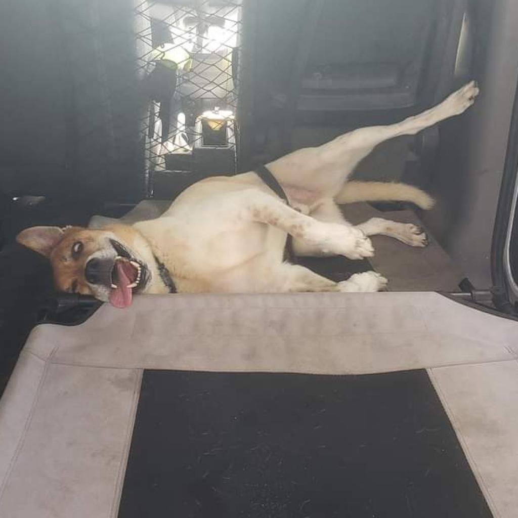 Kricket, an adoptable Catahoula Leopard Dog, Mixed Breed in Sarasota, FL, 34241 | Photo Image 5