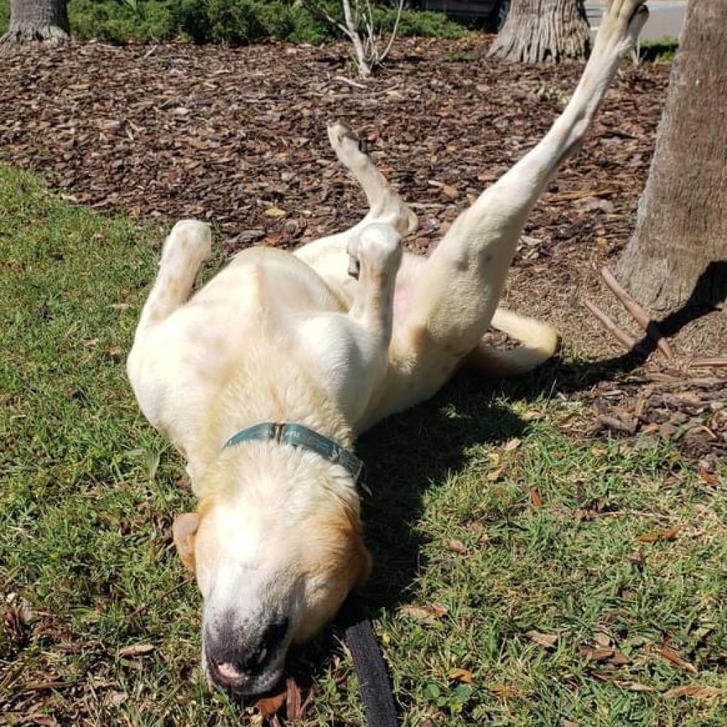 Kricket, an adoptable Catahoula Leopard Dog, Mixed Breed in Sarasota, FL, 34241 | Photo Image 6