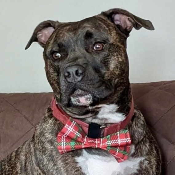 Shadow, an adoptable Pit Bull Terrier in Sarasota, FL, 34241 | Photo Image 1