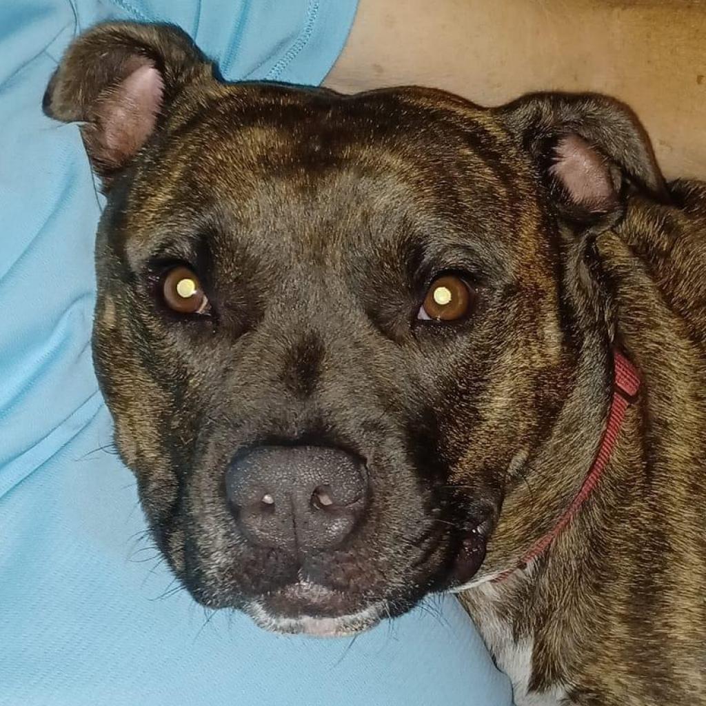 Shadow, an adoptable Pit Bull Terrier in Sarasota, FL, 34241 | Photo Image 2