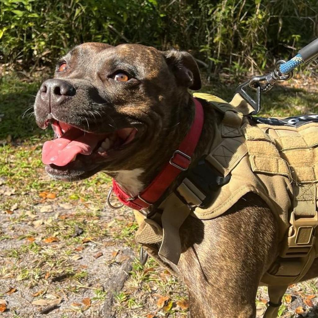 Shadow, an adoptable Pit Bull Terrier in Sarasota, FL, 34241 | Photo Image 3