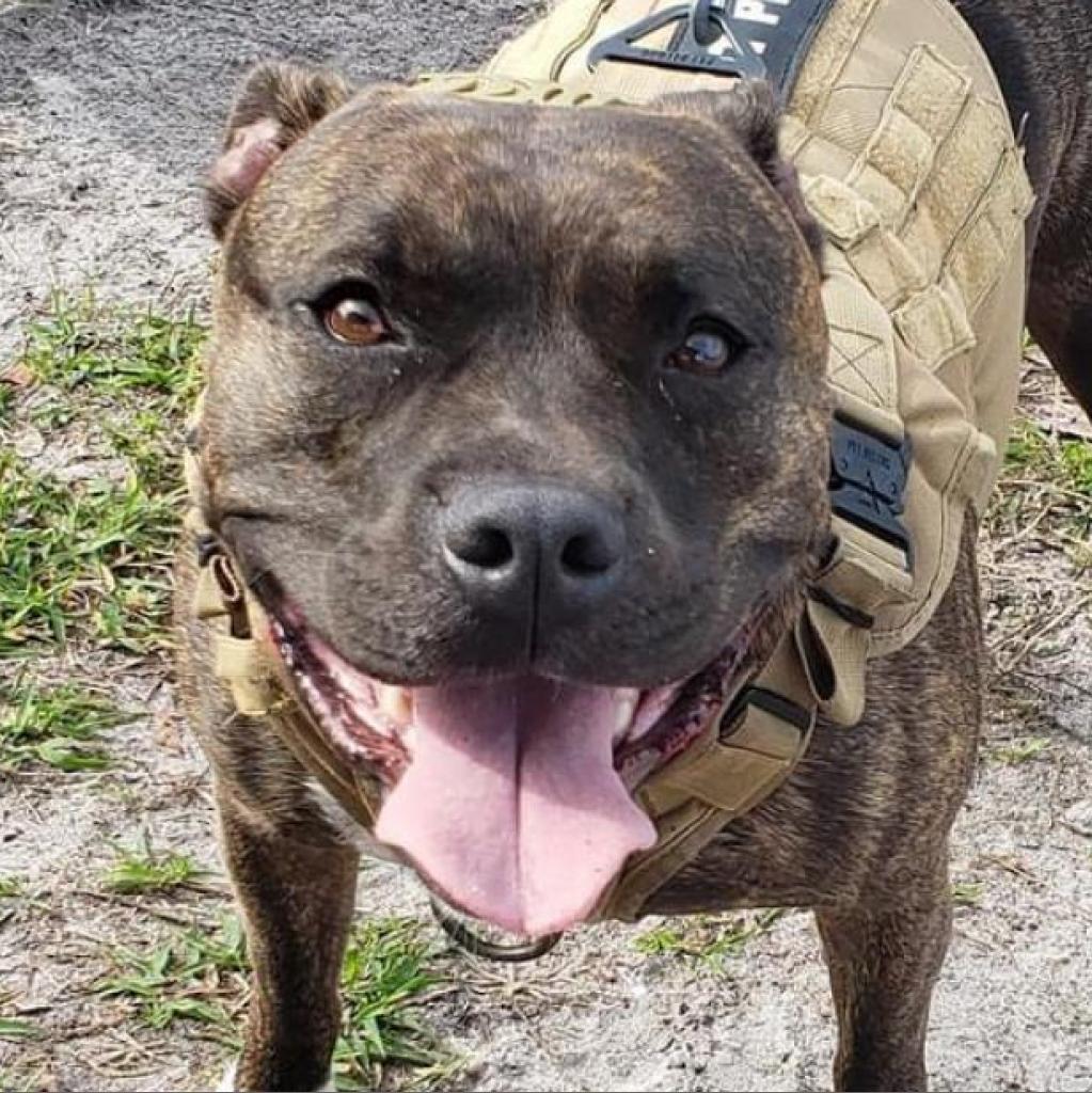 Shadow, an adoptable Pit Bull Terrier in Sarasota, FL, 34241 | Photo Image 4
