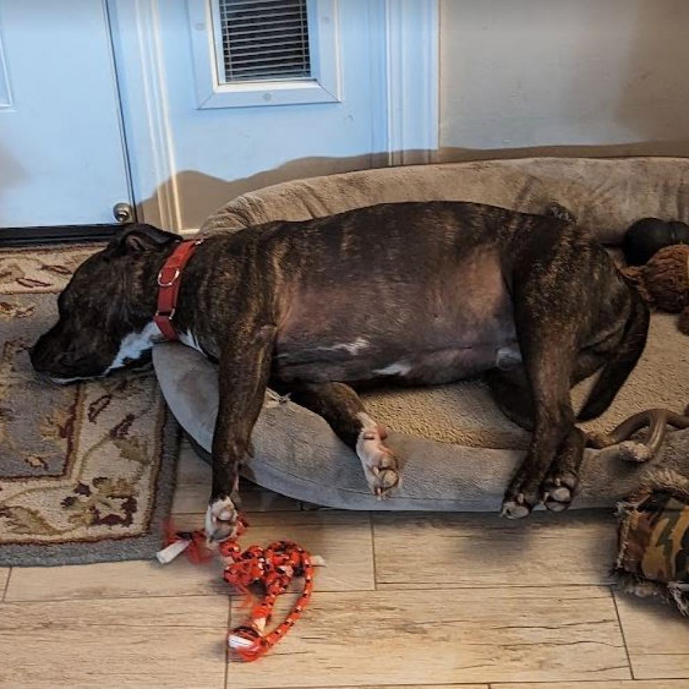 Shadow, an adoptable Pit Bull Terrier in Sarasota, FL, 34241 | Photo Image 5