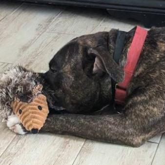 Shadow, an adoptable Pit Bull Terrier in Sarasota, FL, 34241 | Photo Image 6